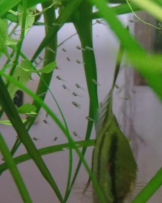 Coppia riproduttiva di Scalare Fasciato