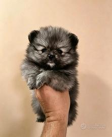 Pomerania