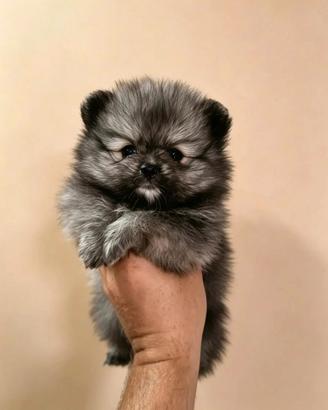 Pomerania