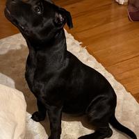 Cucciolo Staffy nero 7 mesi - Pedigree ENCI