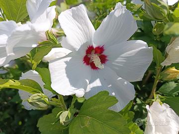 fiori