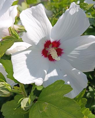 fiori