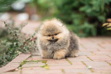 Spitz nano / spitz di Pomerania