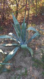 Pianta di agave