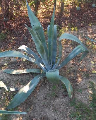 Pianta di agave
