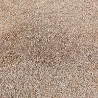 orzo francese uso zootecnico o semina