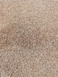 orzo francese uso zootecnico o semina