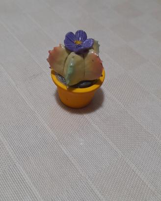 Mini piantina grassa