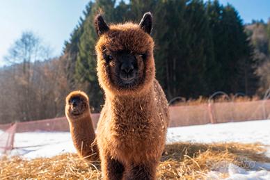 Alpaca