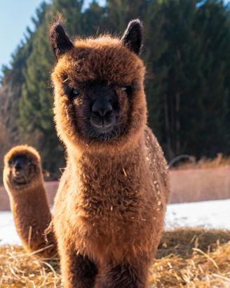 Alpaca