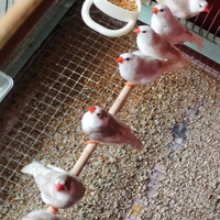 Diamanti mandarino FEO PZ