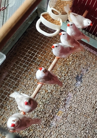 Diamanti mandarino FEO PZ