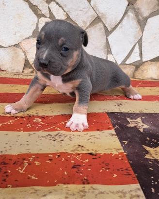 Pitbull tricolor