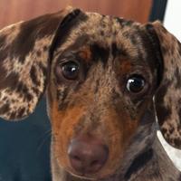 Disponibile bassotto kaninchen per monta