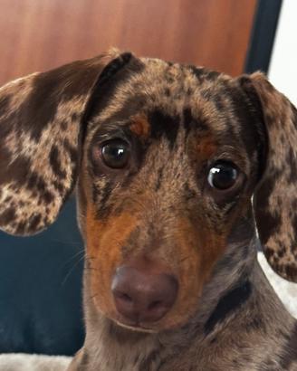 Disponibile bassotto kaninchen per monta