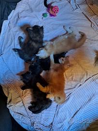 Cuccioli Maine coon