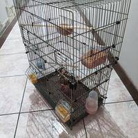 Diamantini compresi di gabbia