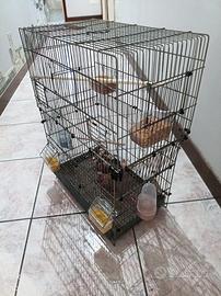 Diamantini compresi di gabbia