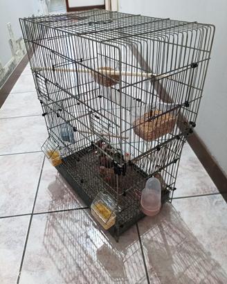 Diamantini compresi di gabbia