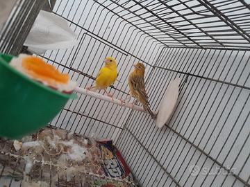 Animali uccelli