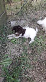 Cuccioli 90 giorni