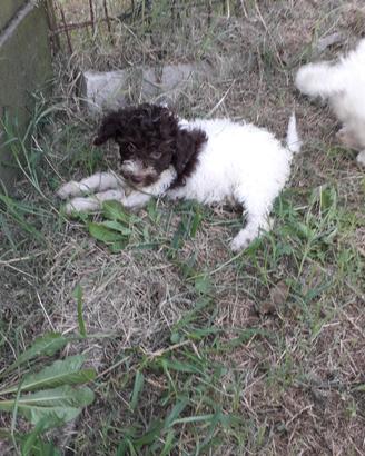 Cuccioli 90 giorni