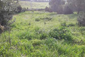 Terreno in via Antioco Casula Tiria Palmas Arborea