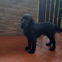 Coker taglia bassa nero