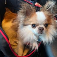 Chihuahua disponibile per accoppiamento