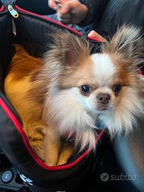 Chihuahua disponibile per accoppiamento