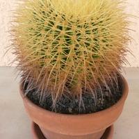 Cactus Echinocactus Grusonii