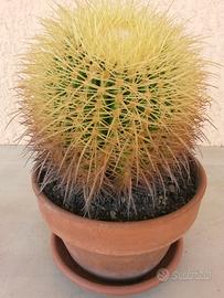 Cactus Echinocactus Grusonii