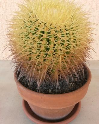 Cactus Echinocactus Grusonii