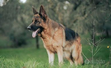Pastore tedesco