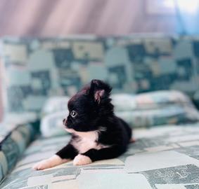 Chihuahua a pelo lungo