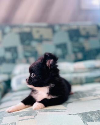 Chihuahua a pelo lungo