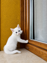Gattina fiocco di neve