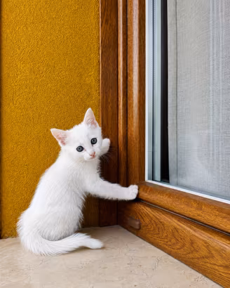 Gattina fiocco di neve