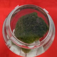  Alga marimo 