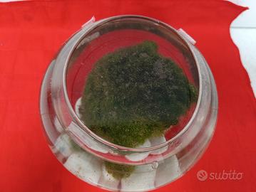  Alga marimo 