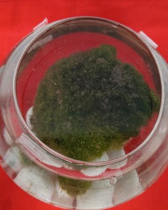  Alga marimo 