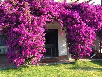 Casa vacanze sardegna Porto Taverna 8kmSan Teodoro