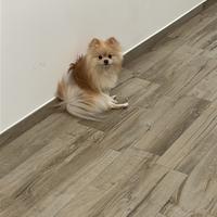 Spritz Pomerania per accoppiamento