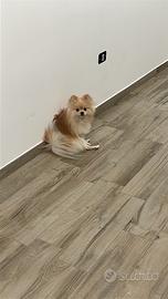 Spritz Pomerania per accoppiamento