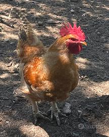 Galli