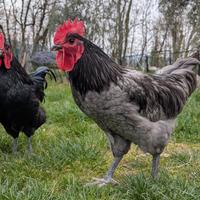 Giovani galli Australorp puri