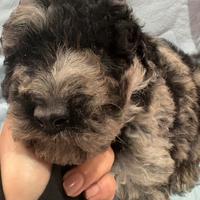 Barboncino nano merle