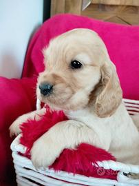 Cocker spaniel inglese pedigree d'orato