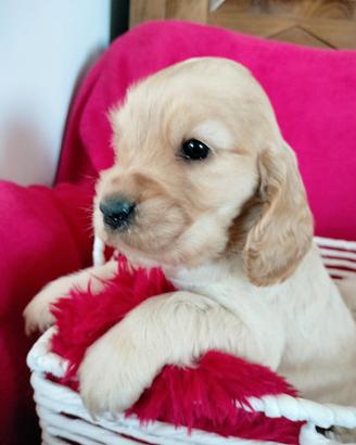 Cocker spaniel inglese pedigree d'orato