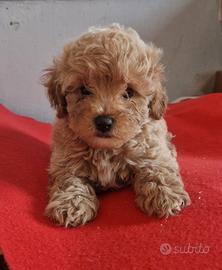 Stupendi Maltipoo nani